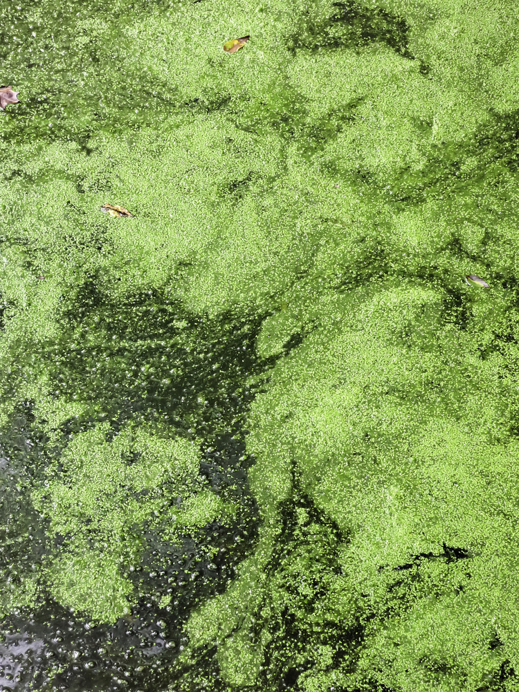 Nature abstract Green algae covering much of river surface late in summer, northern Illinois